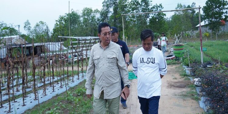 FOTO: AKH/MATAKALTENG - Pj Bupati Sukamara, Kaspinor saat meninjau demplot pertanian.