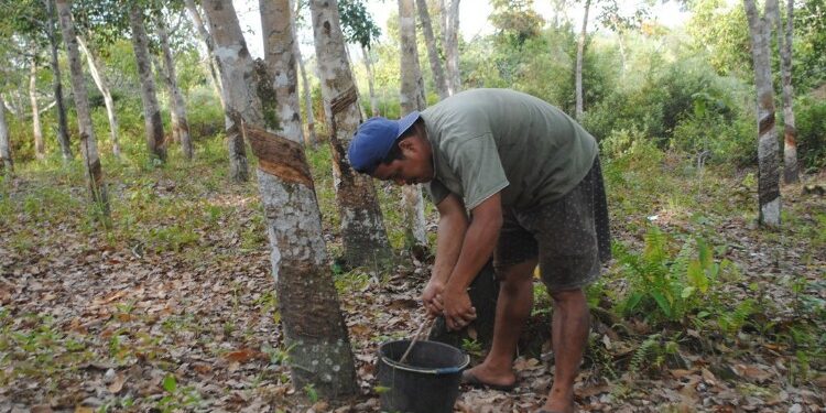 FOTO: MATAKALTENG - Penyadap Karet di wilayah Kecamatan Dusun Selatan.