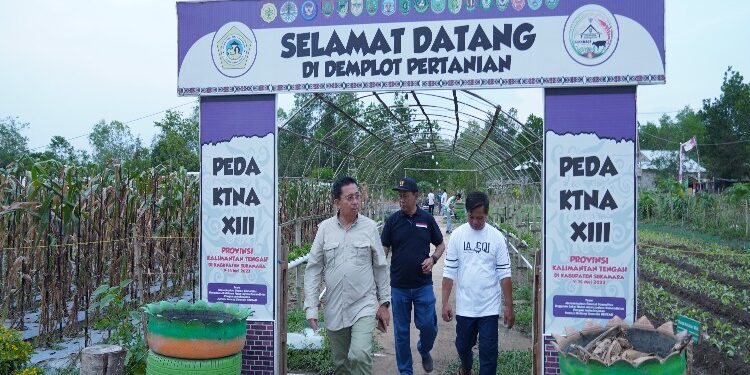 FOTO: AKH/MATAKALTENG - Pj Bupati Sukamara Kaspinor saat meninjau demplot pertanian di lokasi PEDA KTNA XIII Tingkat Provinsi Kalteng.