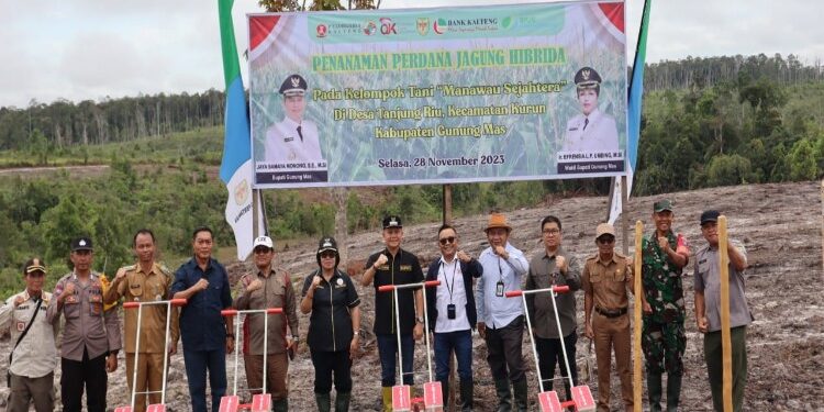FOTO : DISKOMINFO SANTIK/MATA KALTENG - Bupati Gumas Jaya S Monong dan Wakil Bupati Efrensia LP Umbing, berfoto bersama Kepala OJK Provinsi Kalteng Otto Fitriandy, perwakilan Bank Kalteng Empas S Umar, Kepala Dinas Pertanian Aryantoni dan pihak terkait usai melakukan penanaman perdana jagung hibrida, pada lahan poktan Manawau Sejahtera, Desa Tanjung Riu, Kecamatan Kurun, Selasa, 28 November 2023.