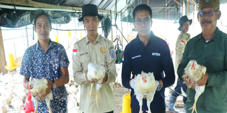 FOTO: MATAKALTENG - Ketua Komisi III DPRD Murung Raya (Mura) Akhmad Tafruji, turut menghadiri panen perdana ayam pedaging dan ayam petelur bersama Penjabat (Pj) Bupati Murung Raya (Mura) Hermon.