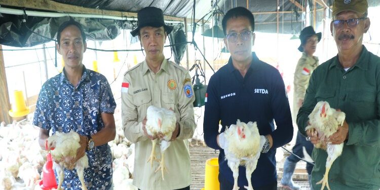 FOTO: MATAKALTENG - Ketua Komisi III DPRD Murung Raya (Mura) Akhmad Tafruji, turut menghadiri panen perdana ayam pedaging dan ayam petelur bersama Penjabat (Pj) Bupati Murung Raya (Mura) Hermon.