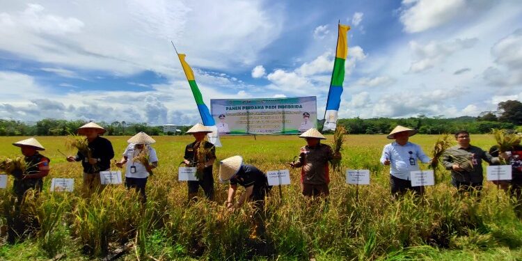 FOTO : DISKOMINFO SANTIK/MATA KALTENG - Bupati Gumas Jaya S Monong bersama Wakil Bupati Efrensia LP Umbing dan pihak terkait, melakukan panen perdana padi sawah pada lahan poktan suka jadi, di Kelurahan Tewah, Kecamatan Tewah, Selasa, 28 November 2023.