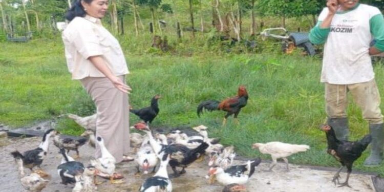 FOTO : MATA KALTENG - Anggota DPRD Kabupaten Gumas Rayaniatie Djangkan saat memantau kegiatan usaha kelompok peternakan ayam kampung, di Desa Pilang Munduk, Kecamatan Kurun, belum lama ini.
