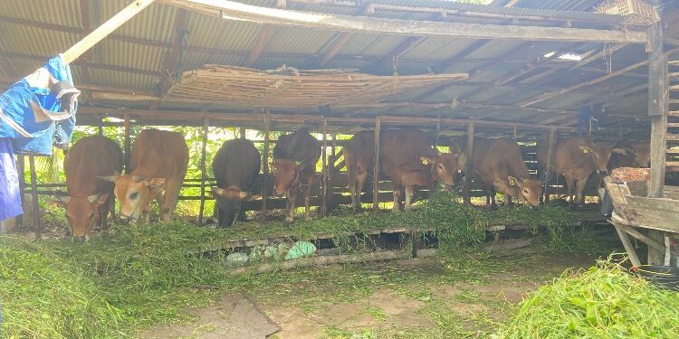 FOTO: DIAN/MATA KALTENG - Ternak sapi yang dikelola warga Jalan Tar-tar, Sampit.