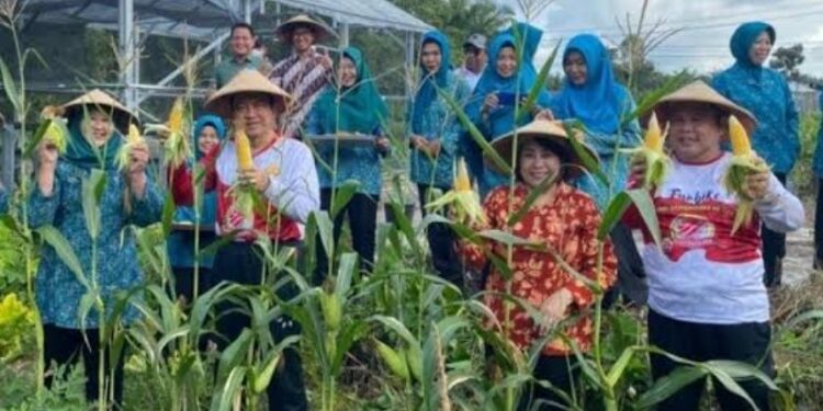 FOTO: IST/MATAKALTENG - Pj Bupati Kobar Budi Santosa dan Plh Sekda Kobar panen jagung beberapa waktu lalu.