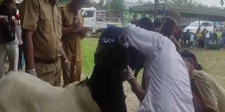 FOTO: IST/MATAKALTENG - Dewan juri saat penilaian kontes kambing di desa Suka Makmur, Kecamatan Kotawaringin Lama, Kabupaten Kotawaringin Barat.