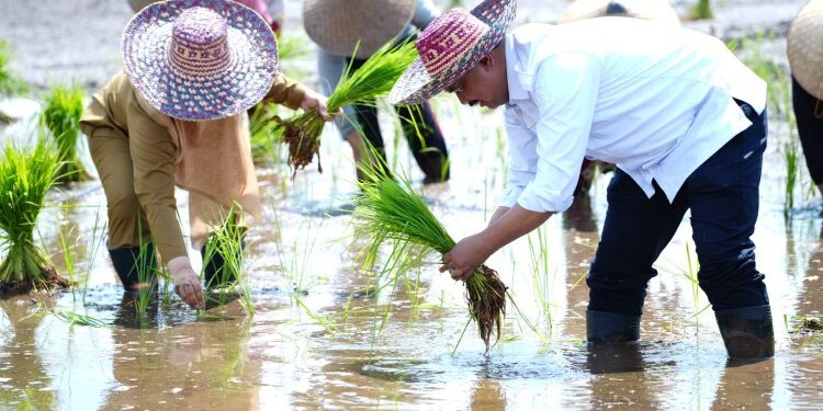 FOTO: MATAKALTENG - Direktur Jenderal Tanaman Pangan, Suwandi melakukan gerakan tanam padi pada Food Estate di Desa Pantik, Kecamatan Pandih Batu, Kabupaten Pulang Pisau.