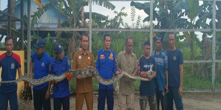 FOTO: IST/MATAKALTENG - Petugas Damkar Sukamara saat berhasil menangkap ular Sanca Batik sepanjang empat meter.