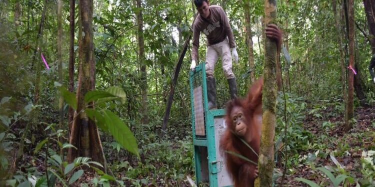 FOTO: MATAKALTENG - Salah satu orangutan yang berhasil dilepasliarkan.