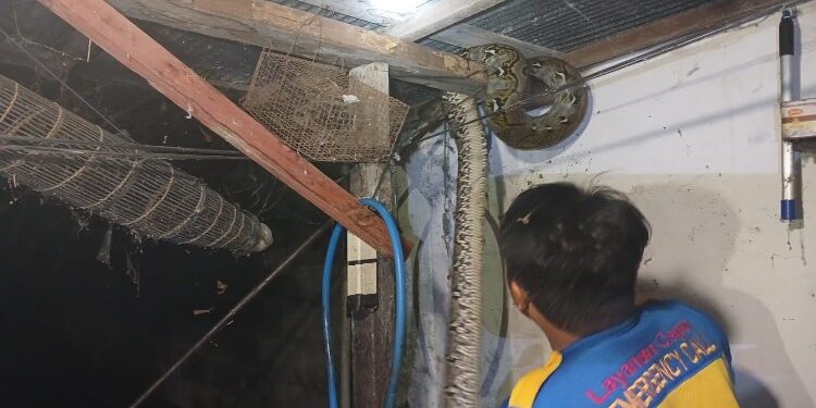 FOTO: RZL/MATAKALTENG - Tim Animal Rescue DPKP Palangka Raya saat berupaya melakukan evakuasi ular piton dari garasi warga.