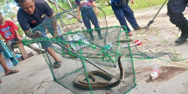 FOTO: RZL/MATAKALTENG - Petugas Damkar pada saat berusaha mengevakuasi ular kobra Kalimantan dari dalam perangkap ikan.