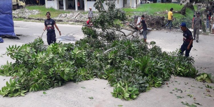 FOTO: RZL/MATAKALTENG - Petugas ketika menangani pohon tumbang di kawasan Pasar Kahayan.