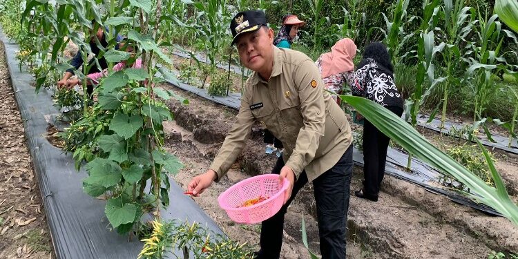 FOTO: MATAKALTENG - Pj Bupati Barsel, Deddy Winarwan bersama Ketua TP PKK saat memanen cabai di Kebun PKK Rujab Bupati Barsel di Desa Sababillah.