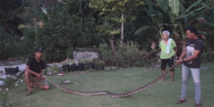 FOTO: RZL/MATAKALTENG - Tim ERP pada saat berhasil mengevakuasi ular piton sepanjang 4,5 meter.
