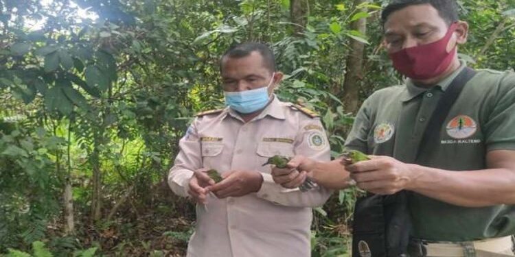 FOTO: IST/MATAKALTENG - Komandan Jaga BKSDA Pos Sampit, Muriansyah, saat melepas liarkan hewan, beberapa waktu lalu.