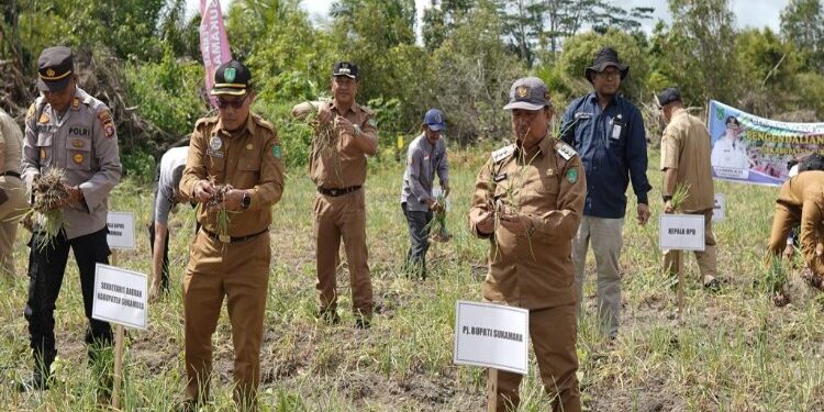 FOTO: AKH/MATAKALTENG - Pj Bupati Sukamara Kaspinor saat panen bawang merah bersama Forkopimda.