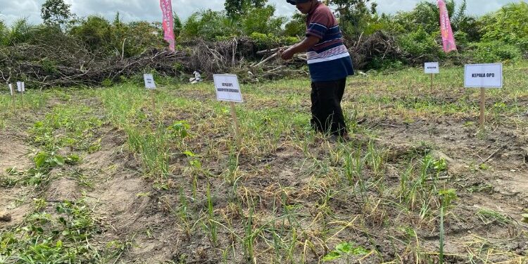 FOTO: AKH/MATAKALTENG - Para petani terus diminta melakukan penanaman bawang merah dan komoditas penyumbang inflasi agar dapat menekan kenaikan harga disaat Ramadan.