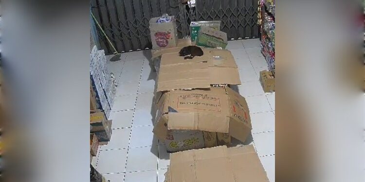 FOTO: IST/MATA KALTENG - Terlihat tangan pelaku saat mencoba membuka pintu toko.