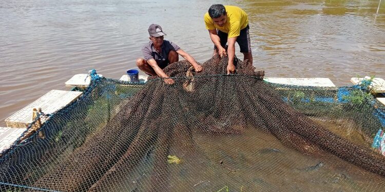 FOTO: IST/MATAKALTENG - Kelompok tani saat panen ikan jelawat, belum lama ini.
