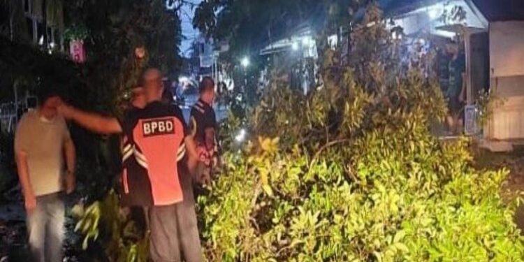 FOTO: MATAKALTENG - Petugas saat membersihkan pohon tumbang di ruas jalan Kota Palangka Raya.