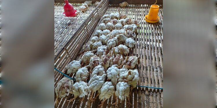 FOTO: IZT/MATAKALTENG - Sejumlah ayam milik Hendri yang mati akibat penyakit Gumboro.