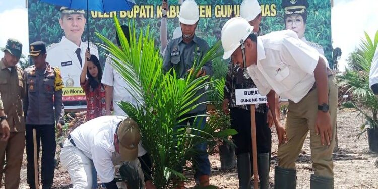 FOTO : DINAS PERTANIAN/MATA KALTENG - Suasana penanaman bibit sawit yang menjadi program kebun plasma melalui kemitraan antara petani dan perusahaan, belum lama ini.