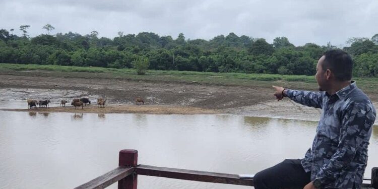 FOTO: IST/MATA KALTENG - Anggota DPRD Kotim Syahbana saat melihat ternak warga.
