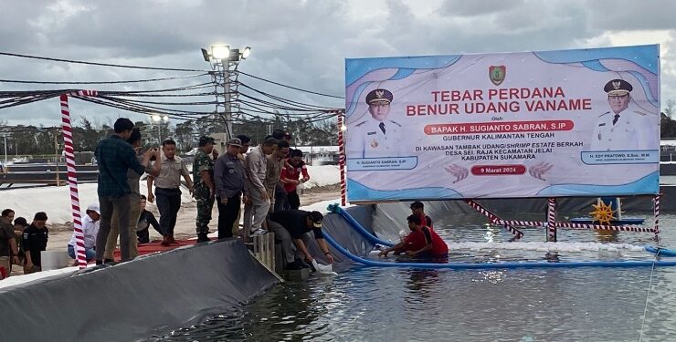 FOTO : AKH/MATAKALTENG - Penebaran benur atau bibit udang vaname di kawasan tambak udang Shrimp Estate Berkah Desa Sungai Raja Kecamatan Jelai Sukamara oleh Wakil Gubernur Kalimantan Tengah Edy Pratowo.