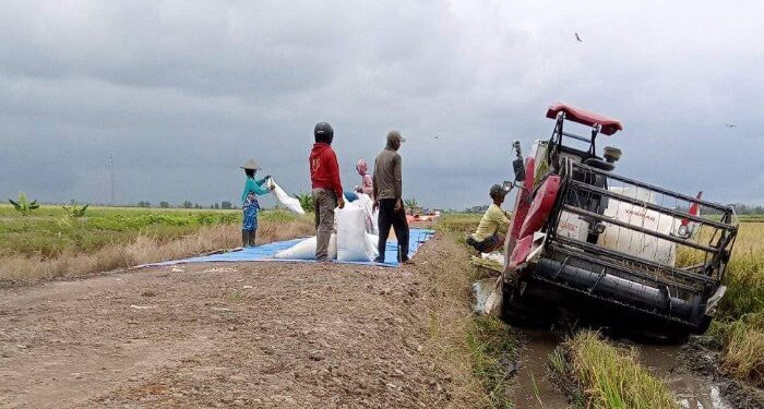 FOTO: IST/MATAKALTENG - Aktivitas petani saat penen padi, Jumat, 22 Maret 2024.