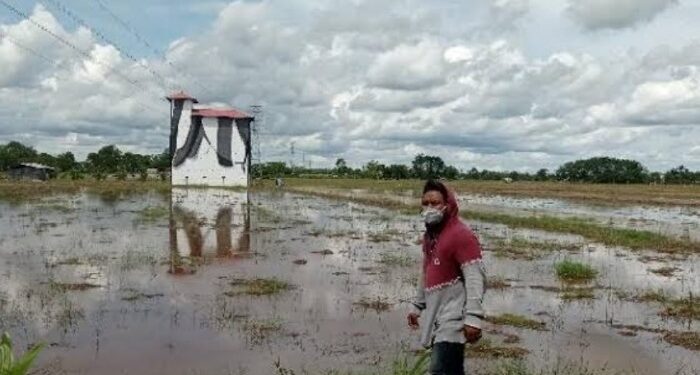 FOTO: DOK DEVIANA/MATAKALTENG - Sawah di Kecamatan Teluk Sampit.