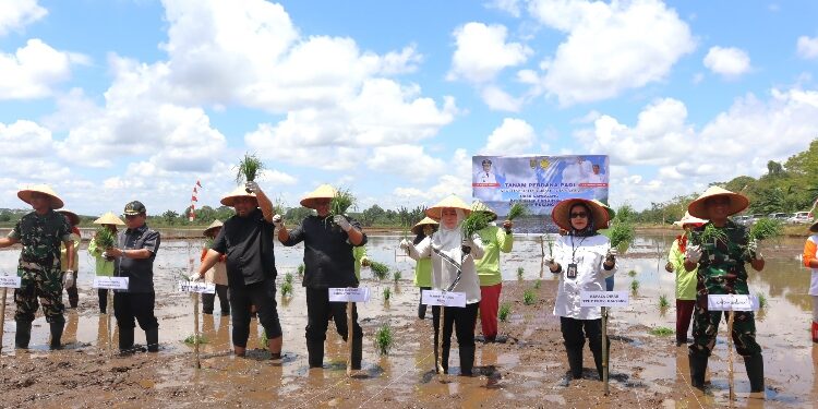 FOTO: IST/MATAKALTENG - Giat Tanam perdana padi kegiatan Optimasi lahan rawa oleh Wagub Kalteng, Edy Pratowo didampingi Dirjen Perkebunan Kementan, Andi Nur Alamsyah.