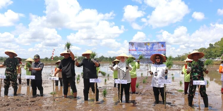 FOTO: IST/MATAKALTENG - Giat Tanam perdana padi kegiatan Optimasi lahan rawa.
