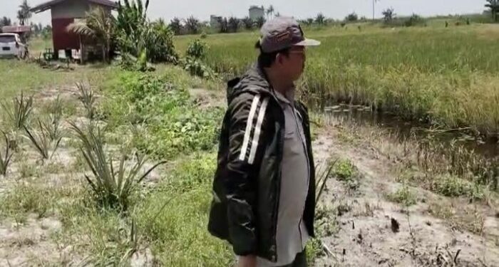 FOTO: MATAKALTENG - Pj Bupati Sukamara Kaspinor saat melihat lahan pertanian padi.
