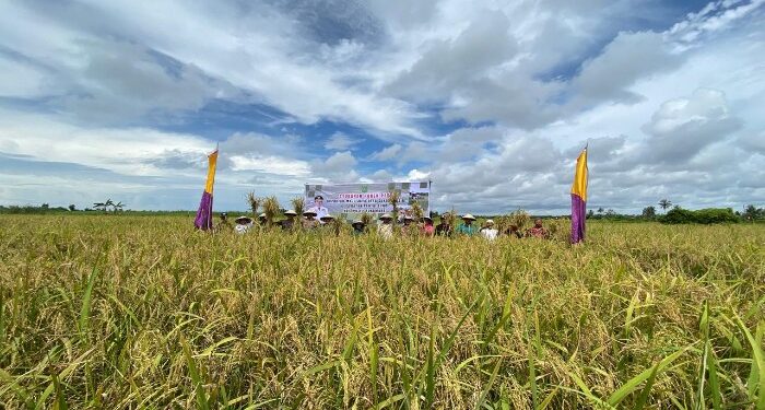 FOTO: AKH/MATAKALTENG - Panen Raya Padi di Desa Sungai Pasir Kecamatan Pantai Lunci.