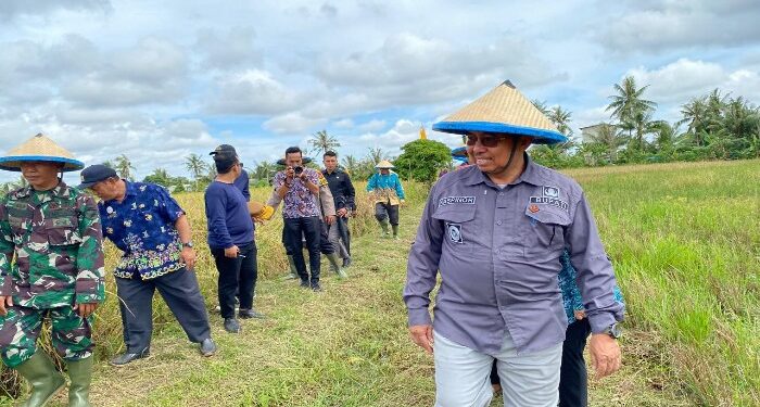 Foto : AKH/MATAKALTENG - Pj Bupati Sukamara Kaspinor saat mengikuti Panen Raya Padi di Desa Sungai Pasir Kecamatan Pantai Lunci.