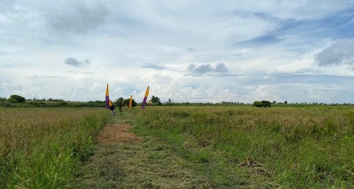 Foto : AKH/MATAKALTENG - Lahan pertanian di Desa Sungai Pasir Kecamatan Pantai Lunci yang berhasil di olah baru sekitar 500 hektar.