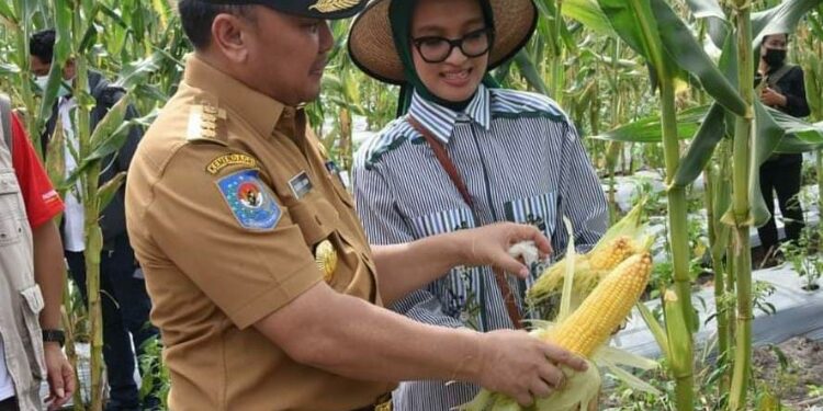 FOTO: OLIVIA/MATAKALTENG - Gubernur Kalimantan Tengah Sugianto Sabran bersama Ketua TP PKK Yulistra Ivo Sugianto Sabran panen jagung di lahan ketahanan pangan, Kota Palangka Raya. 