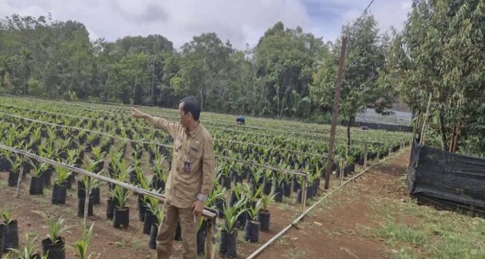 Foto: IST/MATA KALTENG - Camat Cempaga Hulu Gusti Mukafi saat memantau lahan pembibitan sawit di Desa Bukit Raya, 29 April 2024.