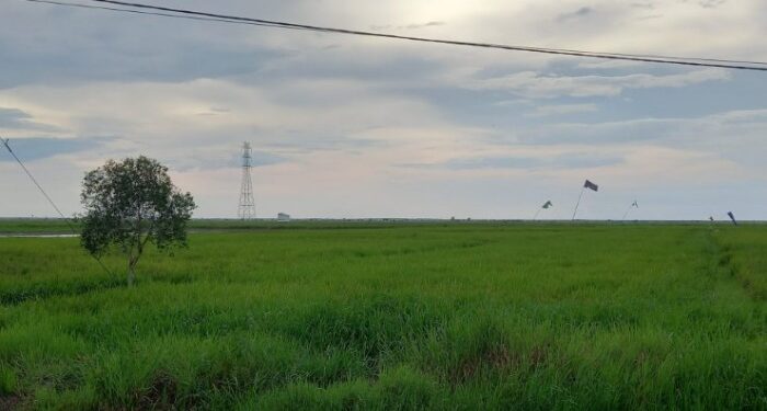 Foto: IST/MATA KALTENG - Lahan pertanian di wilayah Kecamatan Teluk Sampit.