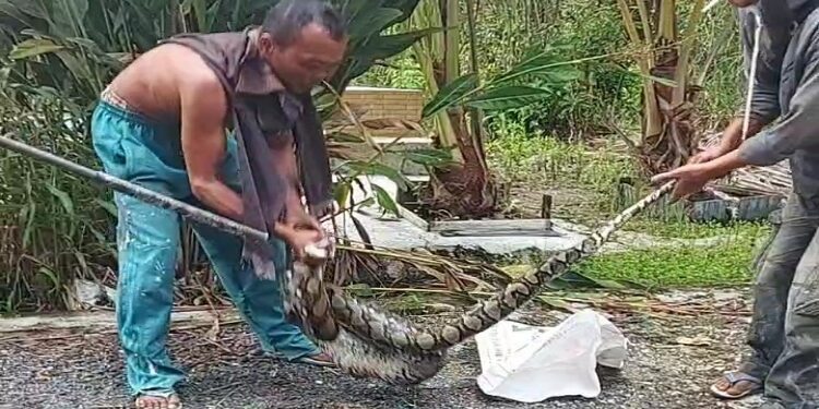 FOTO: MATAKALTENG - Ular piton sepanjang 4 meter berhasil ditangkap warga usai memangsa ayam.