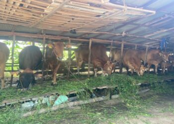 FOTO: DIAN/MATA KALTENG - Ternak sapi di Jalan Tar-Tar, Sampit, Kotim.