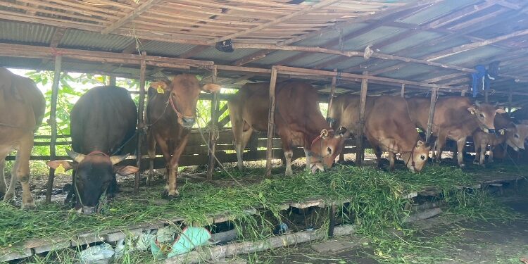 FOTO: DIAN/MATA KALTENG - Ternak sapi di Jalan Tar-Tar, Sampit, Kotim.