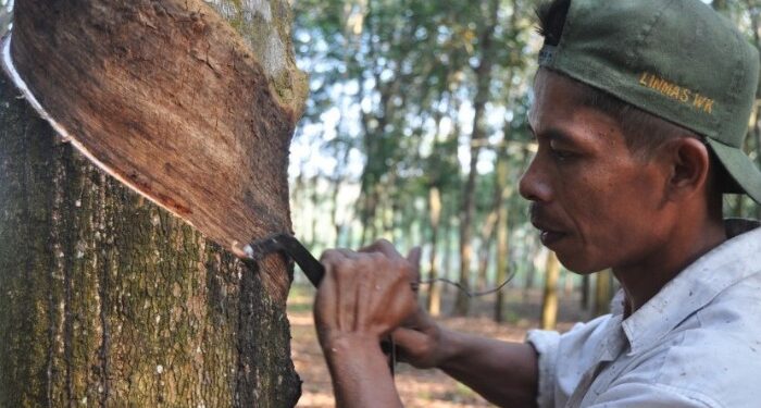 Foto : MATAKALTENG - Ilustrasi Petani Karet.