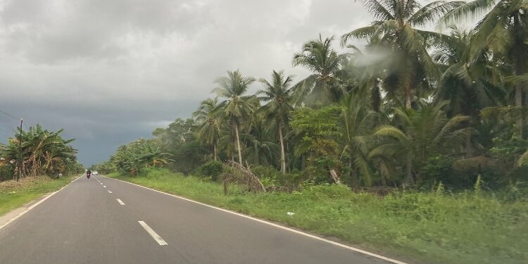 FOTO: DIAN/MATA KALTENG - Perkebunan kelapa yang ada di wilayah Selatan Kotim.