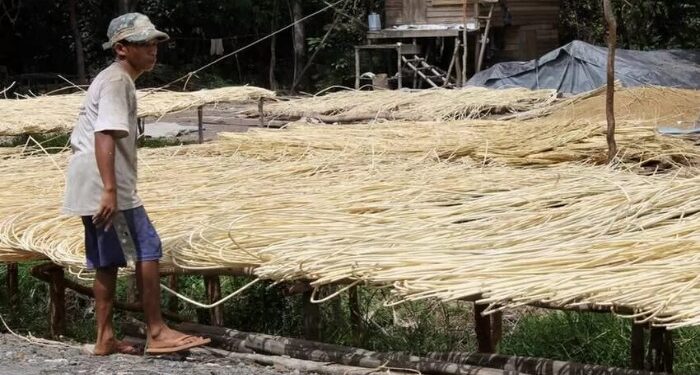 FOTO: MATAKALTENG- Petani Rotan di Desa Baru Kecamatan Dusun Selatan Barsel, saat menjemur hasil rotannya.