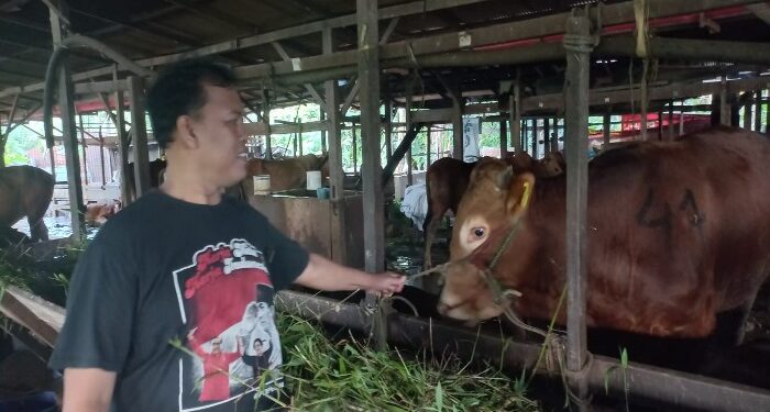FOTO : DEVIANA/MATAKALTENG - Pedagang sapi saat menunjukkan dagangannya, Rabu 15 Mei 2024.