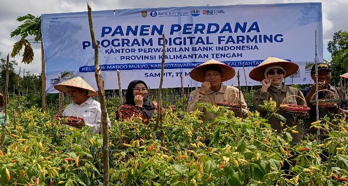 FOTO : DEVIANA/MATAKALTENG - Panen perdana digital farming tanaman cabai di Kotim, Jumat 17 Mei 2024.