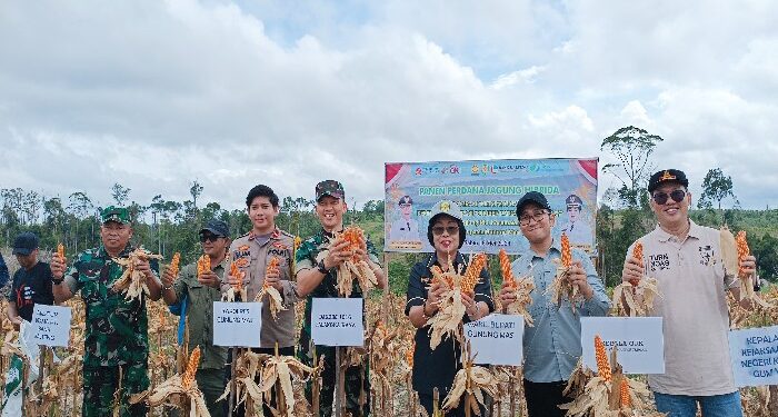 FOTO : DISKOMINFO SANTIK/MATA KALTENG - Wakil Bupati Gumas Efrensia LP Umbing didampingi Dandim 1016/Plk Letkol Korps Artileri Pertahanan Udara Jimmy Hutapea, Kajari Sahroni, dan Sekretaris Dinas Pertanian Herianto, ketika melakukan panen bersama jagung hibrida, di lahan pengembangan padi jagung, di Desa Tanjung Riu, Kecamatan Kurun, Sabtu, 18 Mei 2024.