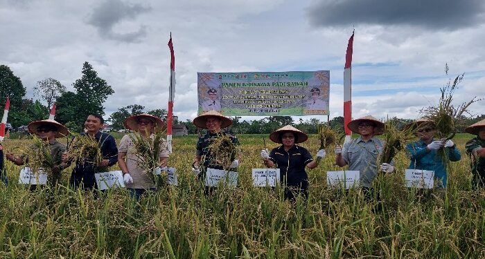 FOTO : DISKOMINFO SANTIK/MATA KALTENG - Dandim 1016/Palangka Raya Letkol Arh Jimmy Hutapea bersama Wakil Bupati Gumas Efrensia LP Umbing, melakukan panen padi di Kelurahan Tewah, Kecamatan Tewah, pekan lalu.